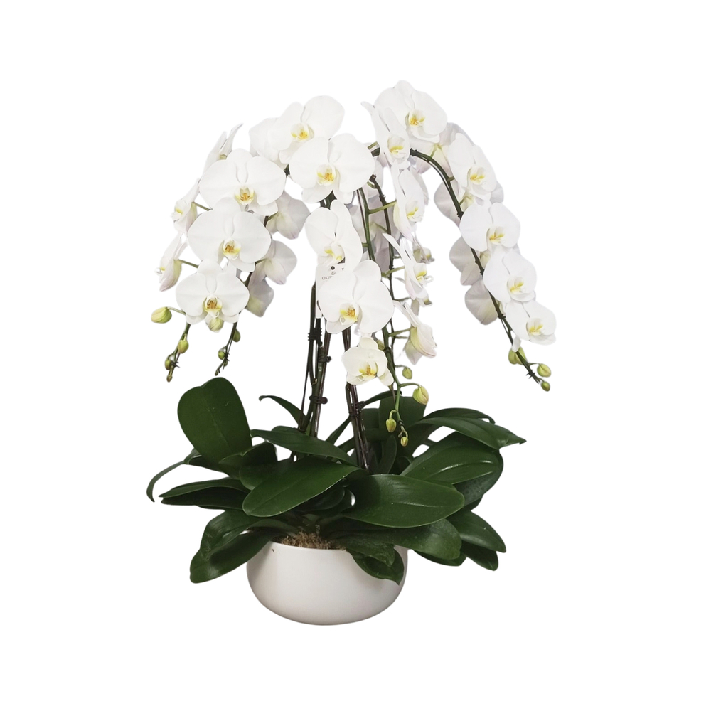 Phalaenopsis blanc 6 tiges XL : en coupe de D.34cm/H.85cm