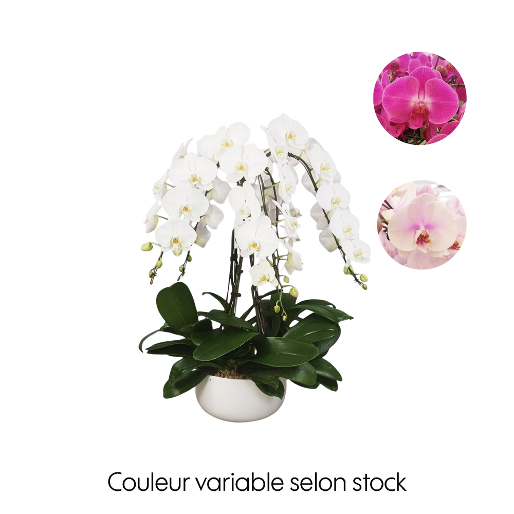 Phalaenopsis mix, orchidée papillon 6 tiges : pot D.27cm