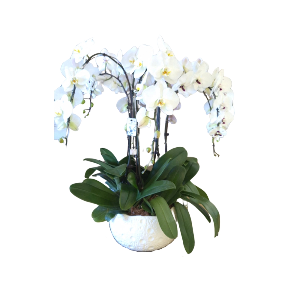 Orchidée Phalaenopsis blanche, 7 tiges : pot D.34cm