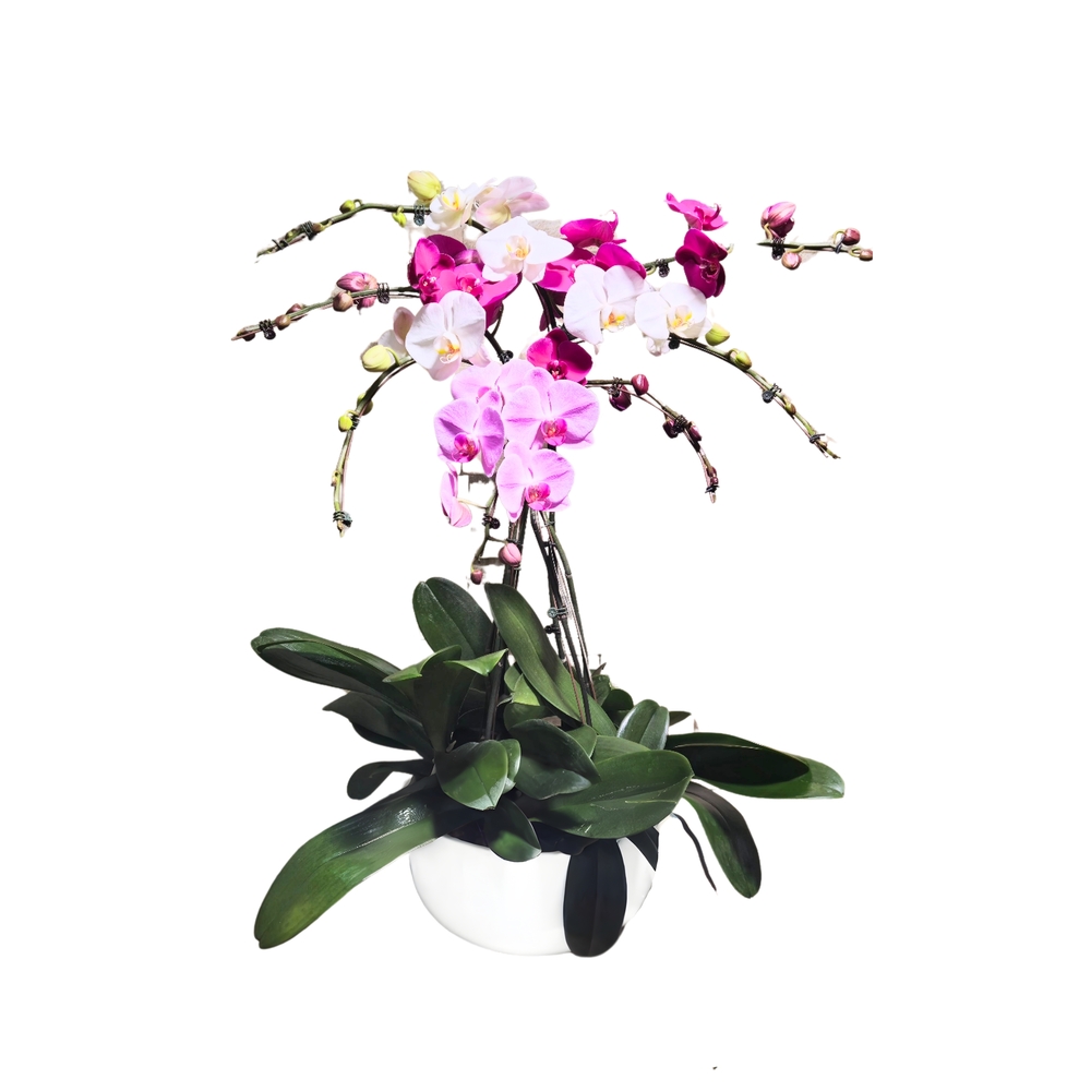 Orchidée Phalaenopsis mix, 7 tiges : pot D.34cm