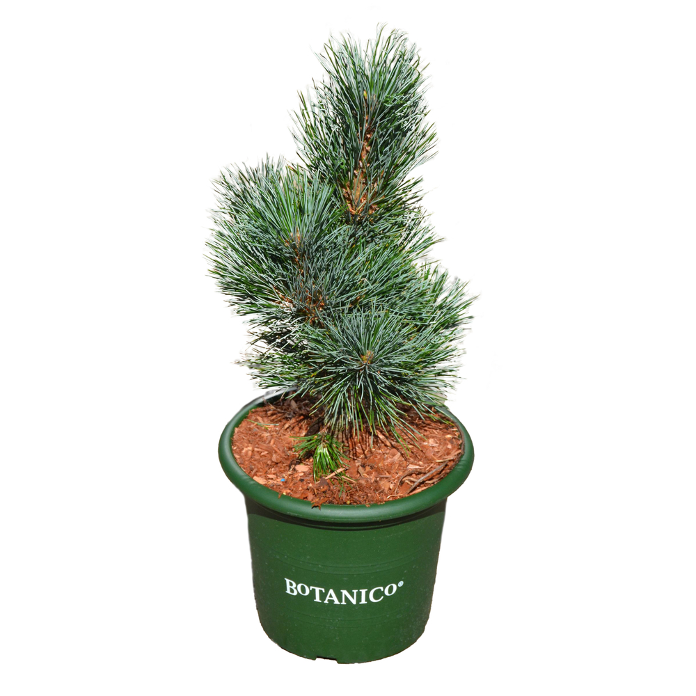 Pinus cembra 'Glauca' - Pot 3,7L