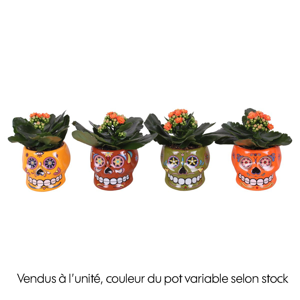 Kalanchoe 'Calandiva' : céramique D.9cm