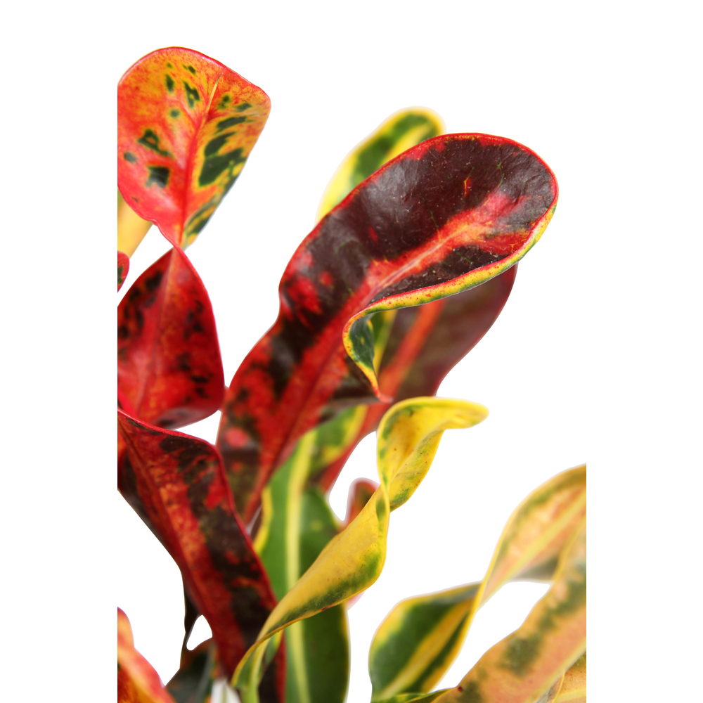 Croton tête - 3/5 pieds - Pot D 12cm