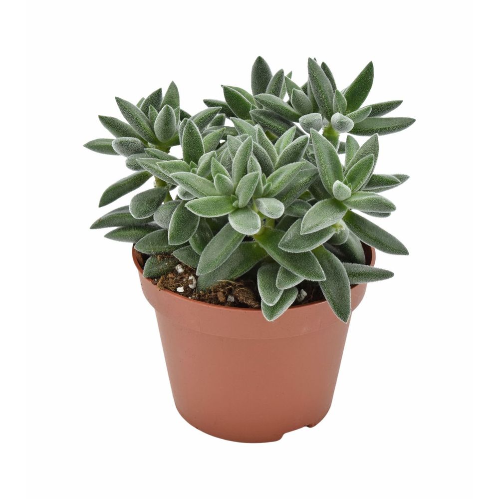 Crassula 'Tarantula' - pot de D.10.5cm/H.15cm
