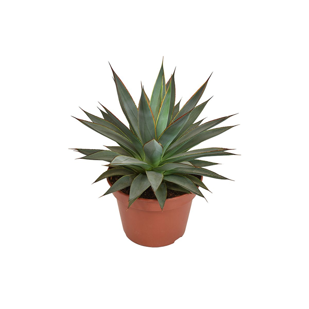 Agave 'Shaka koko' - pot de D.15cm/H.25cm