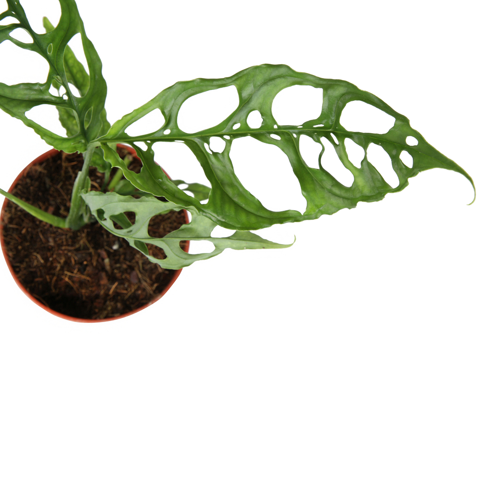 Monstera obliqua 'Peru' - Pot D 12cm