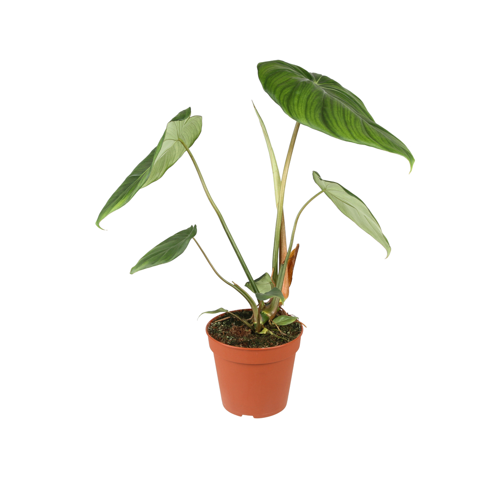 Philodendron pastazanum - Pot D 15cm