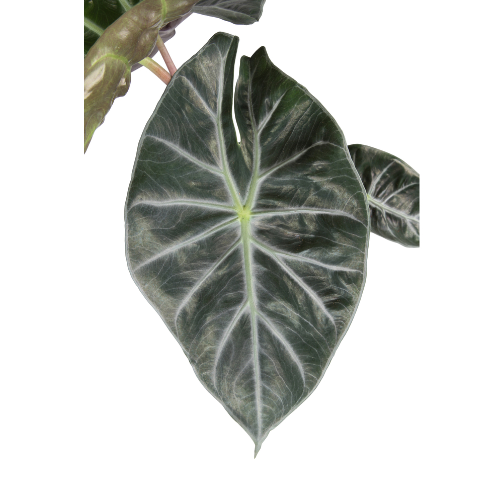 Alocasia 'Pink Dragon' - Pot D 14cm