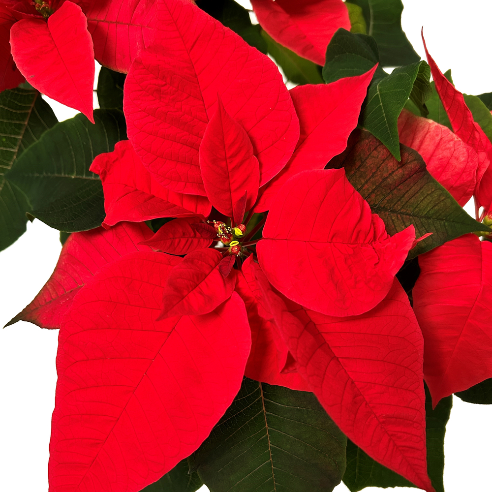 Poinsettia pulcherrima : pot D.25cm 