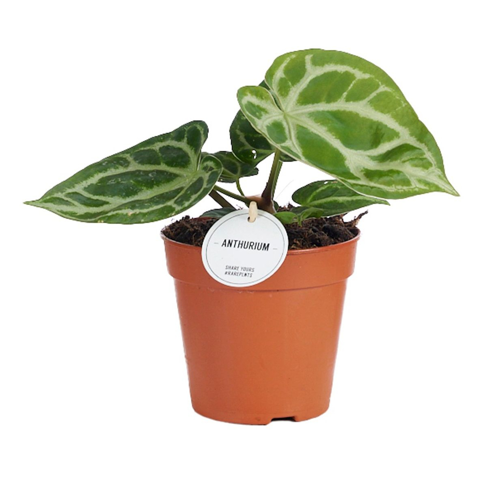 Anthurium en mélange - Pot D 12cm