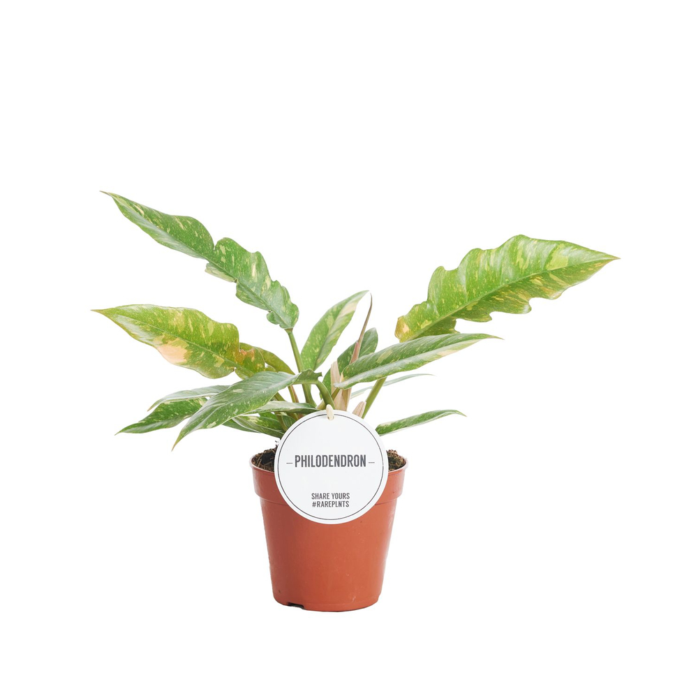 Philodendron 'Ring of Fire' - Pot D 12cm