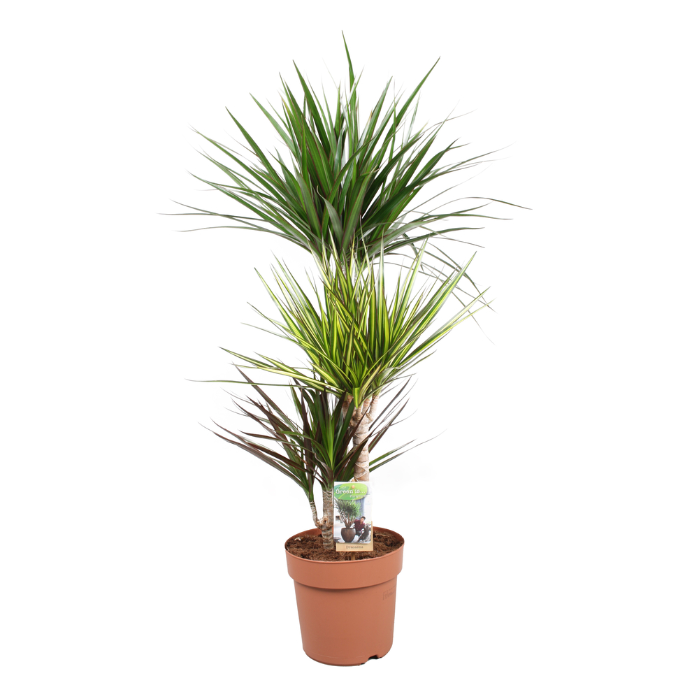 Dracaena Carnaval 3 pieds : Pot D.21cm/H.110cm