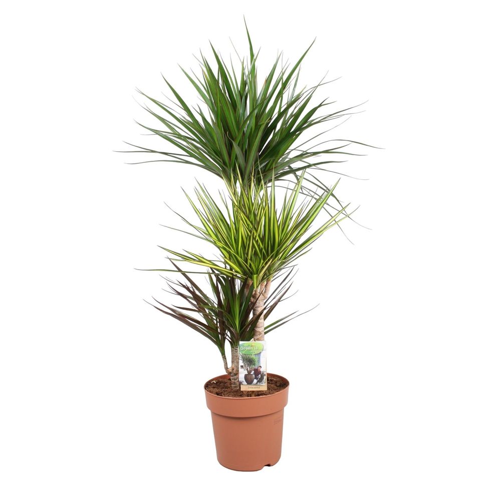 Dracaena Carnaval 3 pieds : Pot D.21cm/H.110cm