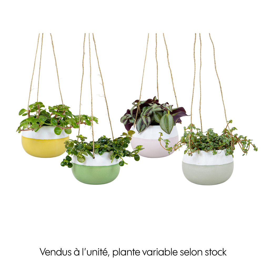 Plantes vertes mix dans une suspension bicolore - D 6cm