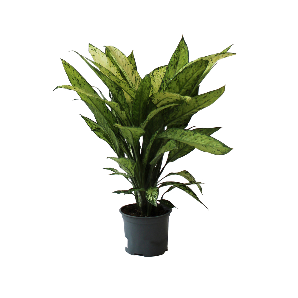 Dieffenbachia vesuvius - Pot D 17cm
