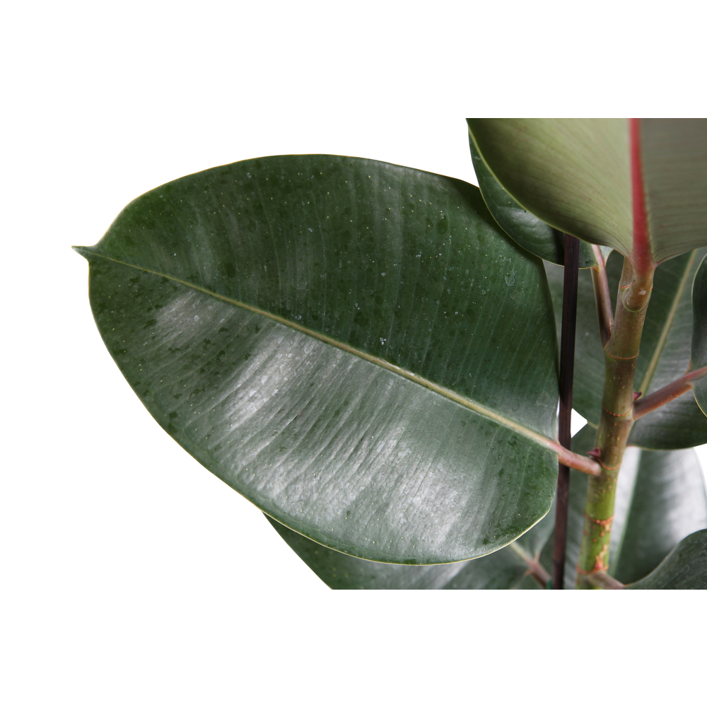 Ficus 'Robusta' - Pot D 17cm