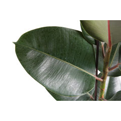 Ficus 'Robusta' - Pot D 17cm