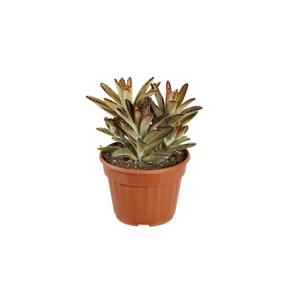 Succulentes mix - Pot D 13cm 