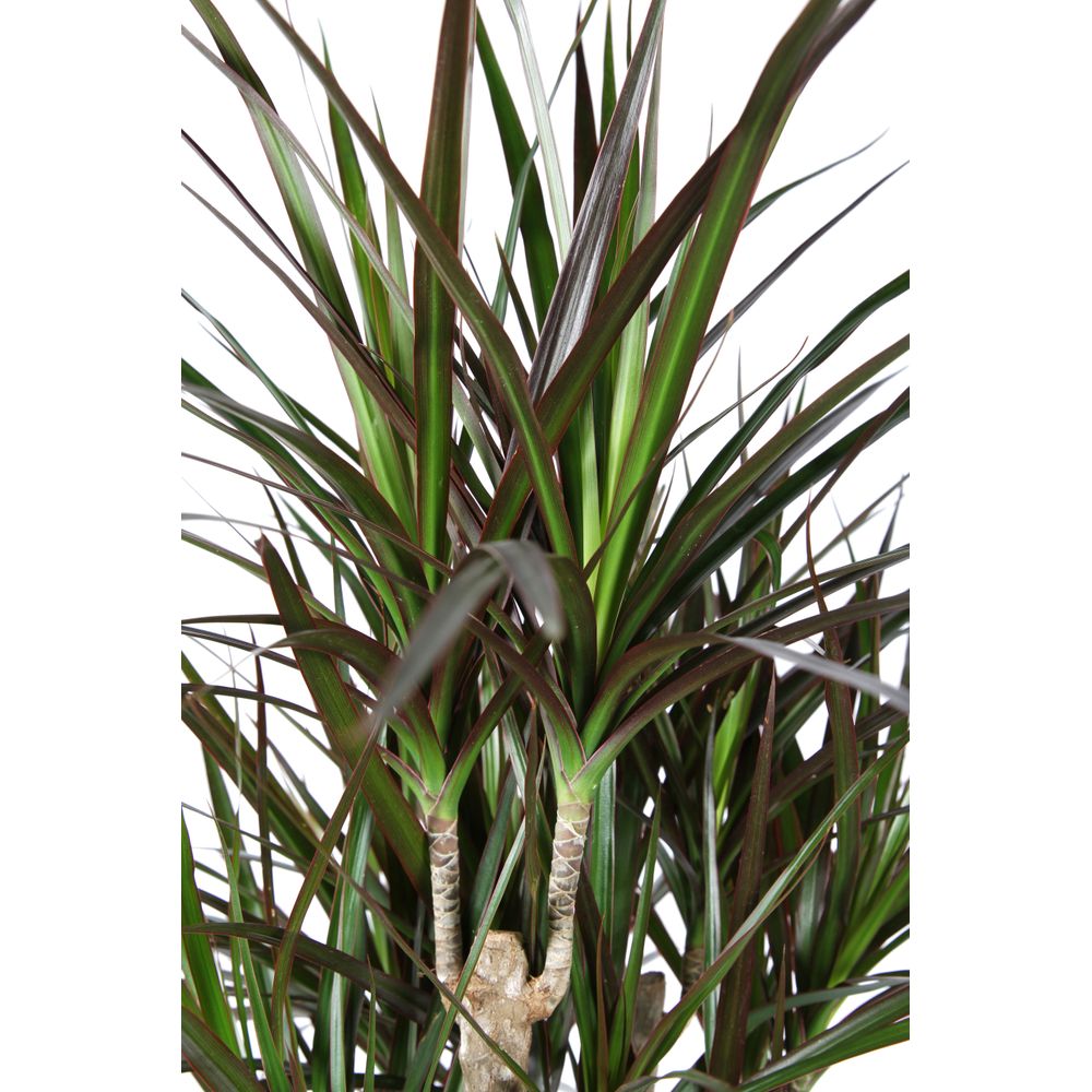 Dracaena'marginata' ramifié : Pot D.24cm/H.110cm