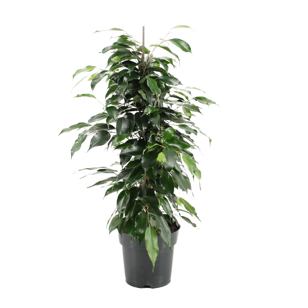 Ficus Benjamina 'Danielle' : Pot D.17cm/H.70cm
