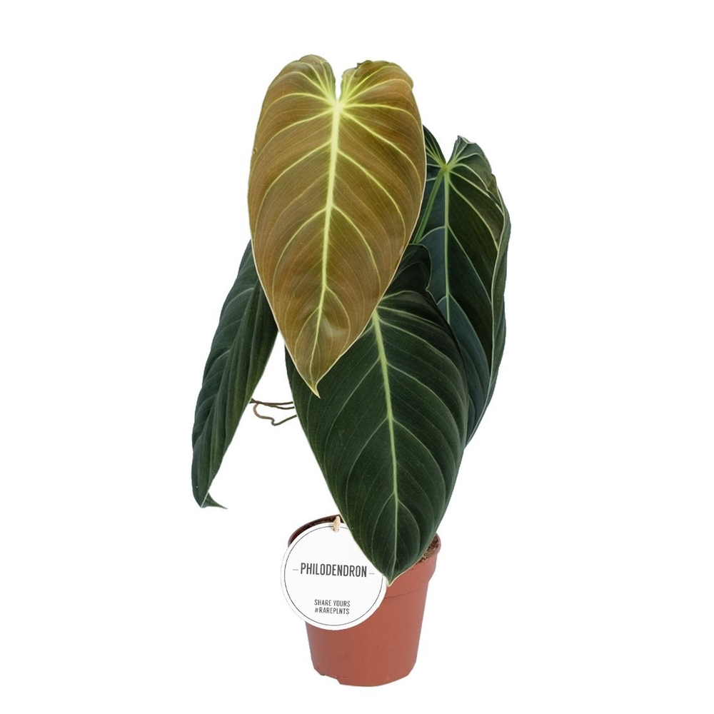 Philodendron 'Melanochrysum' : Pot D.12cm/H.45cm