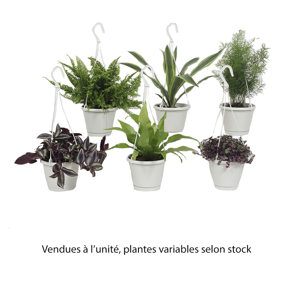 Assortiment de plantes vertes en suspension : Pot D.13cm/H.25cm