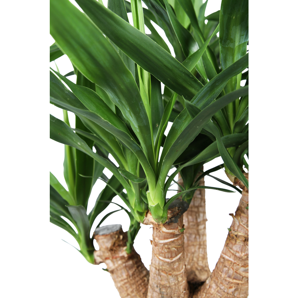 Yucca ramifié - Pot D.26cm/H.85cm