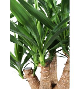Yucca ramifié : pot D.24cm