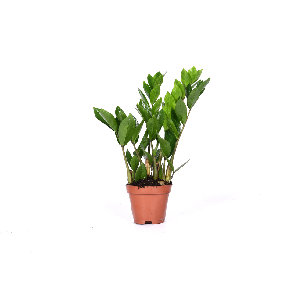 Zamioculcas : Pot D.12cm - H.35/45cm