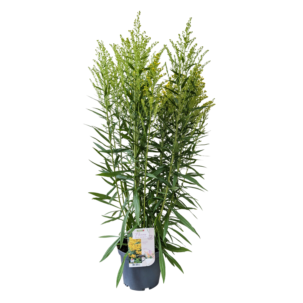 Solidago : pot 3L