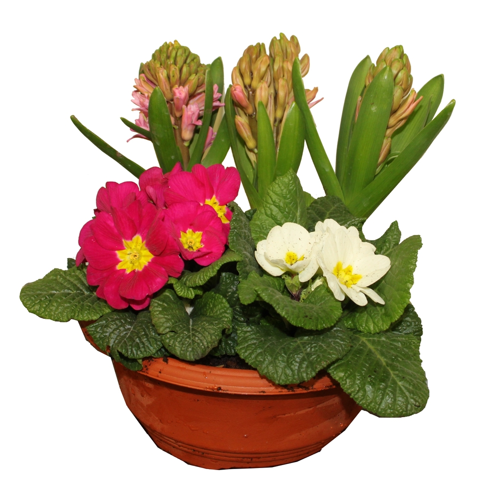 Composition 3 Jacinthes + 2 primevères : pot D.20cm