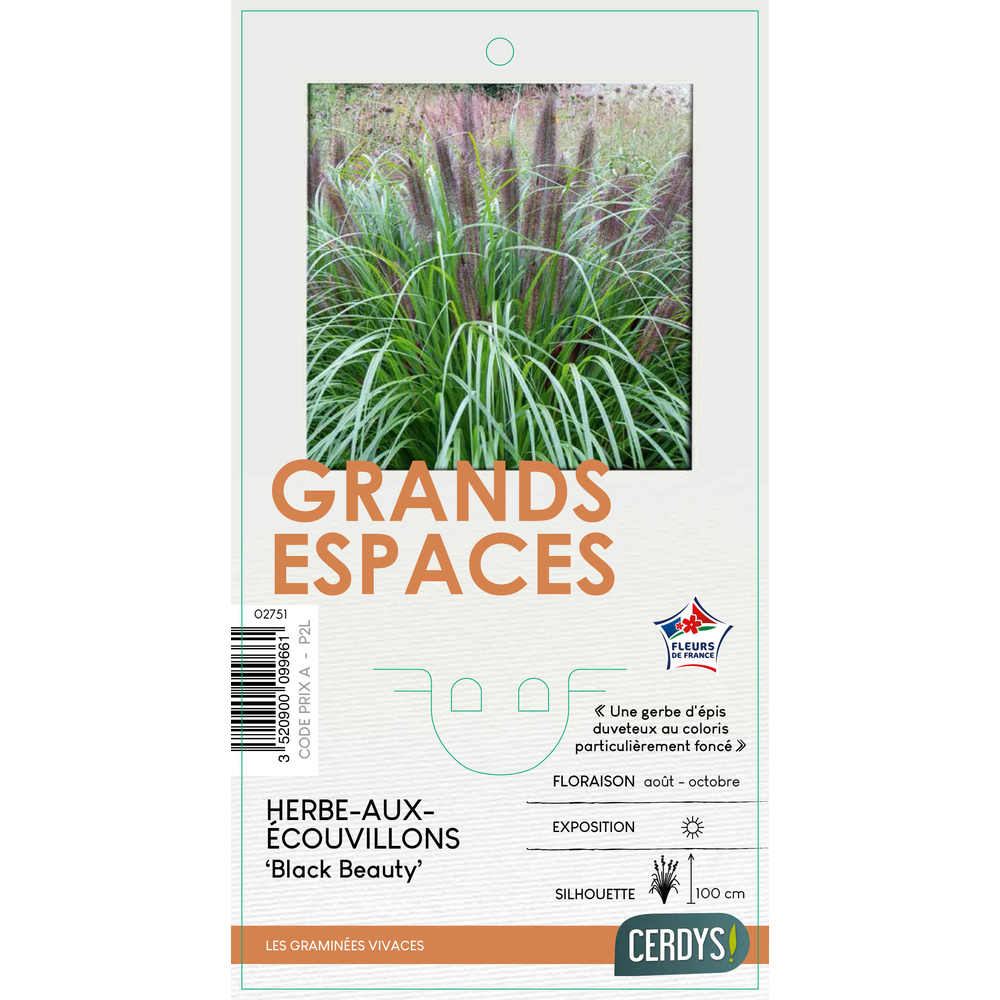 Herbe aux écouvillons 'Black Beauty' - Pot 2L