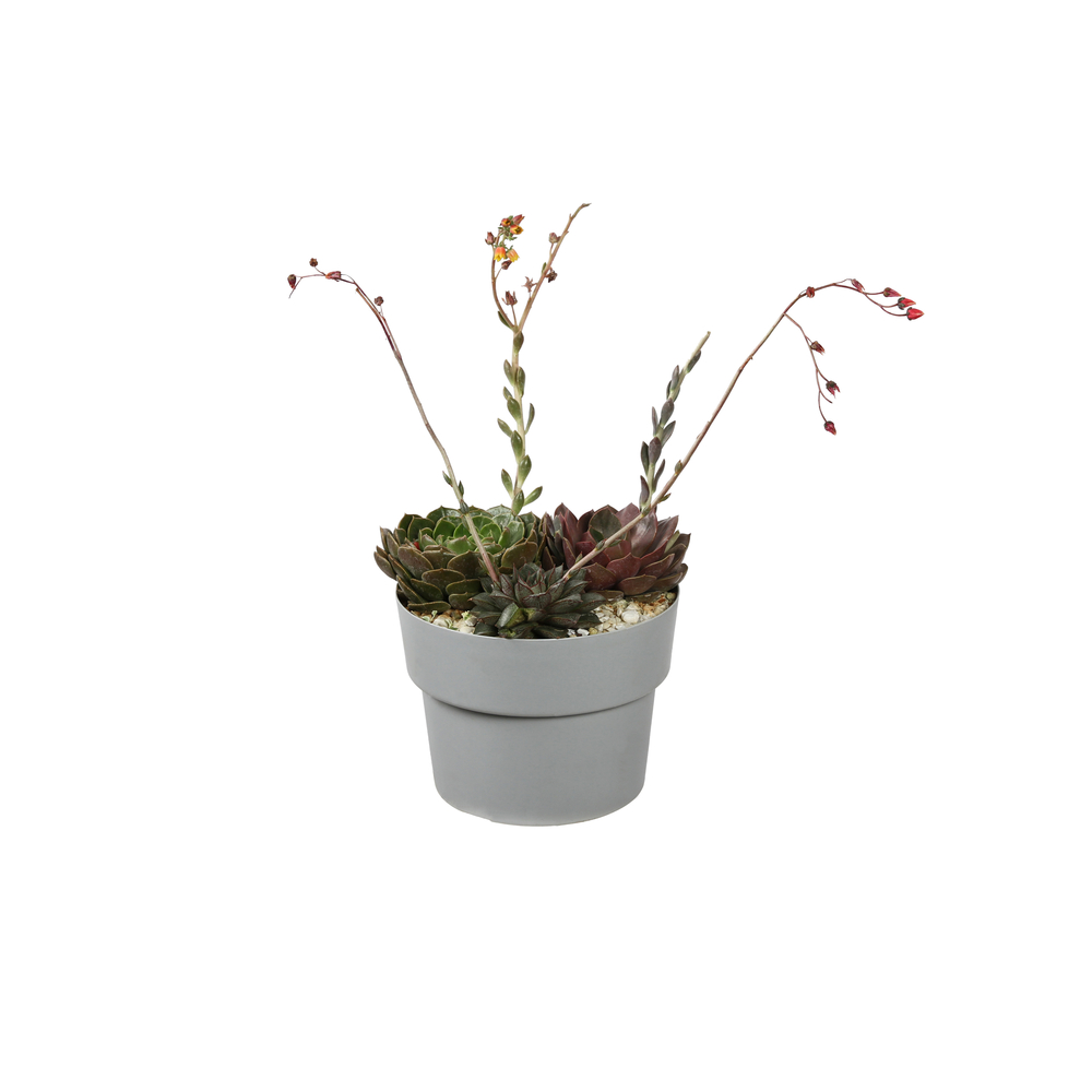 Crassula en Cocoripot rond : 5L 