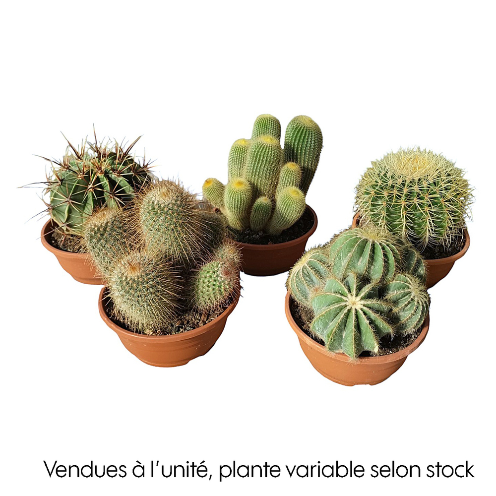 Cactus boule mix : pot D.21cm