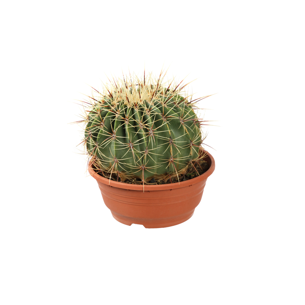 Cactus boule mix : pot D.21cm | Truffaut