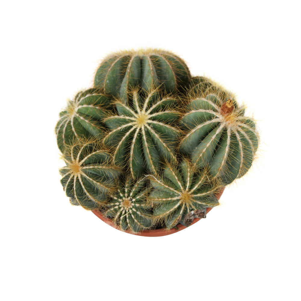 Cactus boule mix : pot D.21cm | Truffaut