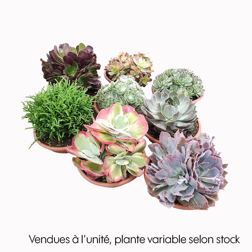 Plantes grasses mix en coupe : D.20cm