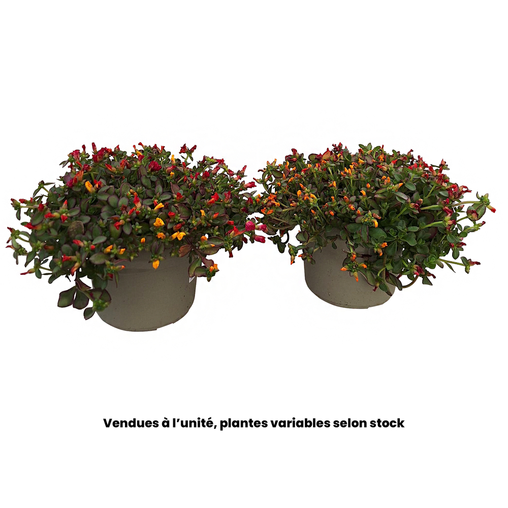 Portulaca Pazzaz nano, trio de coloris assortis : pot D.23cm