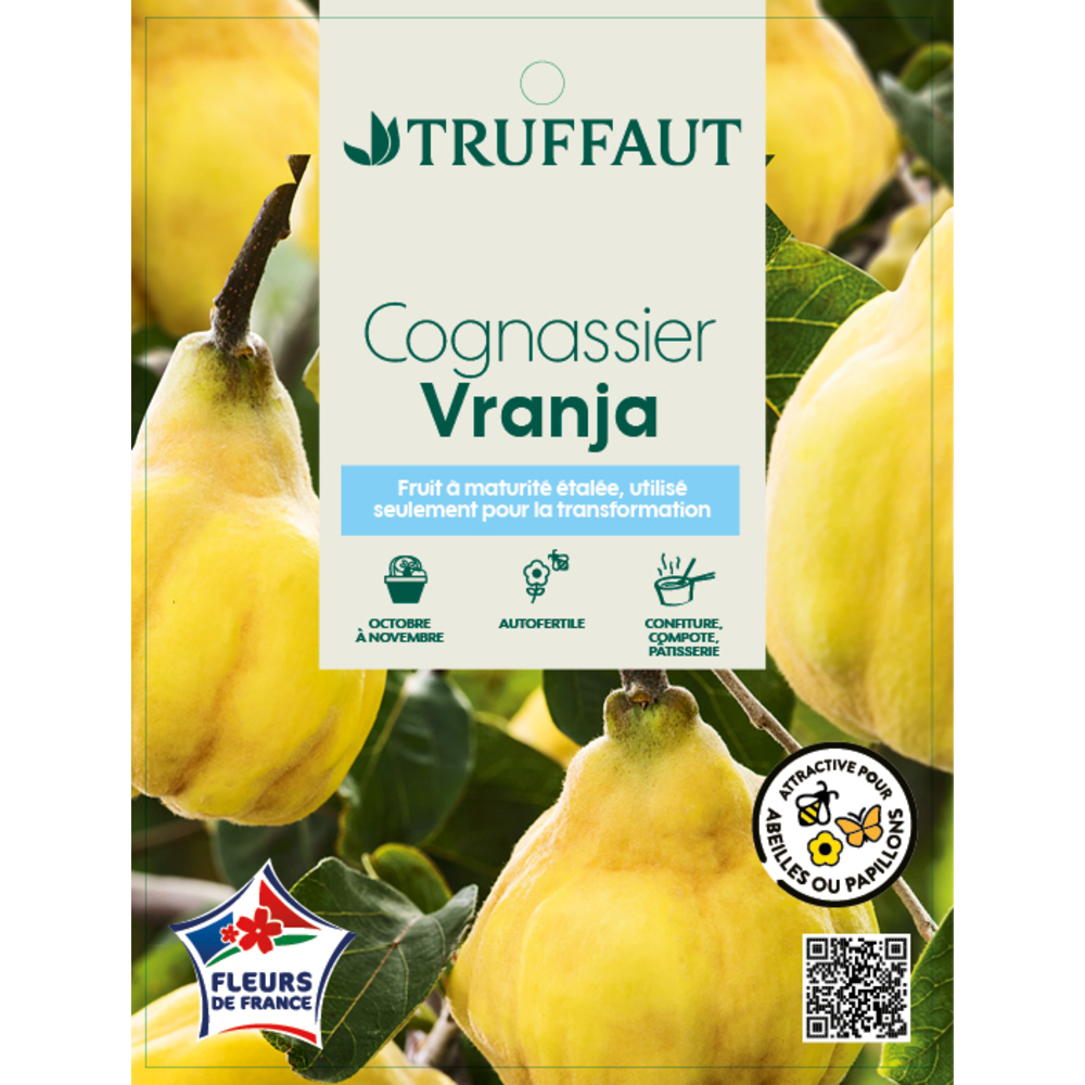 Cognassier Monstrueux de Vranja en gobelet : pot 25L