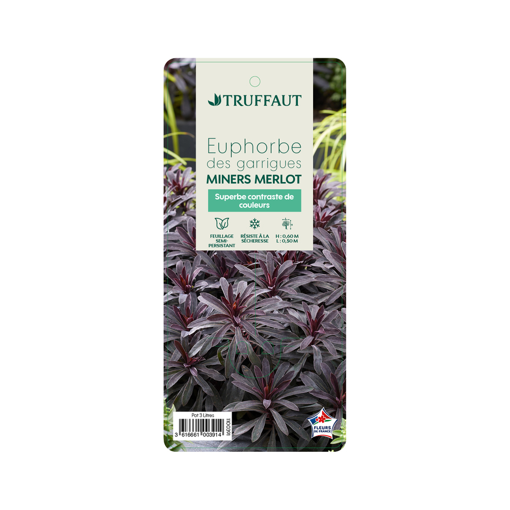 Euphorbe characias 'Miners Merlot' - Pot 3L