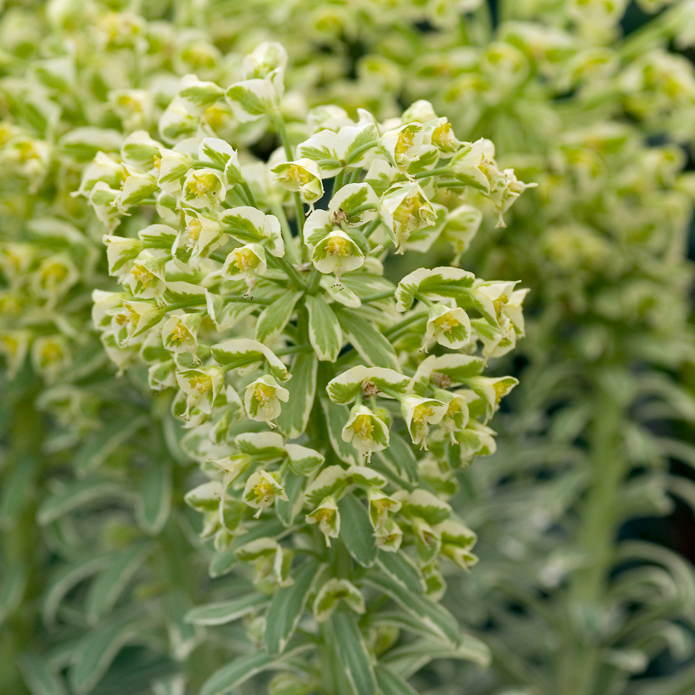 Euphorbe characias 'Glacier Blue' - Pot 3L