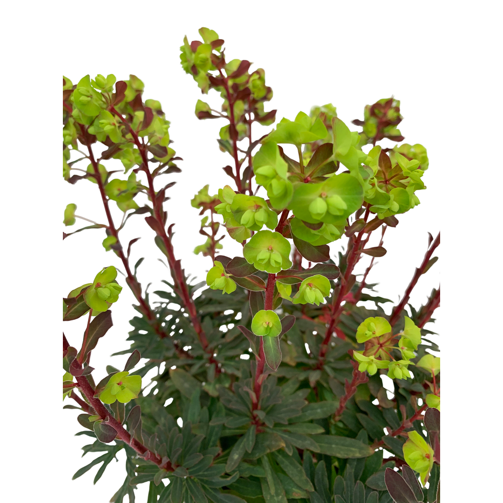 Euphorbe amygdaloides 'Purpurea' - Pot 3L