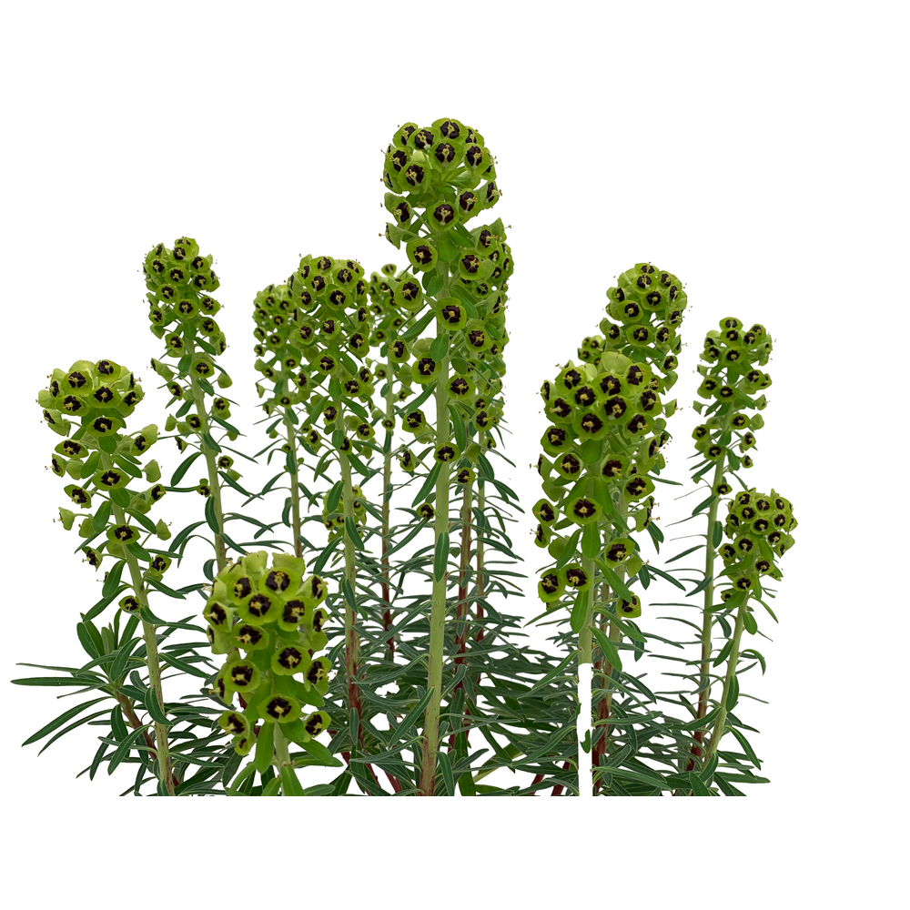 Euphorbe characias 'Black Pearl' - Pot 3L