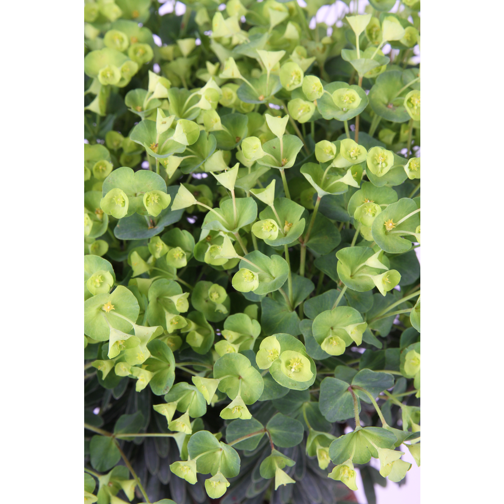 Euphorbe Martinii - Pot 3L