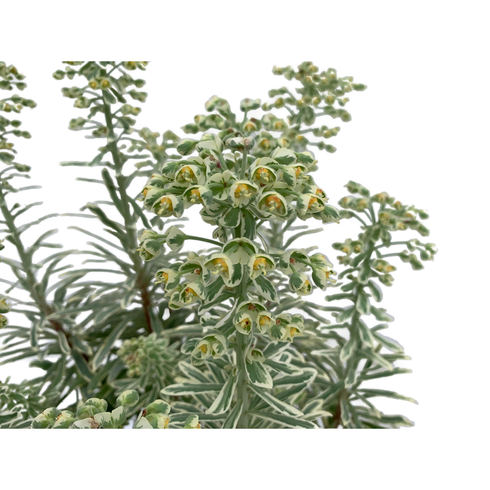 Euphorbe 'Silver Edge' - Pot 3L