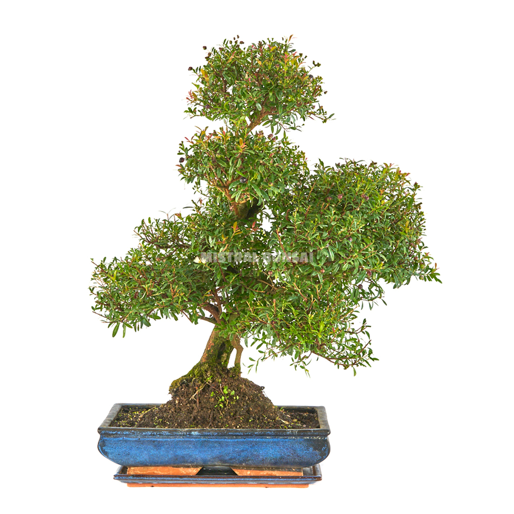 Bonsaï d'intérieur 19 ans avec soucoupe 