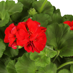 Géranium lierre fleurs doubles, coloris variables : barquette 4 plants