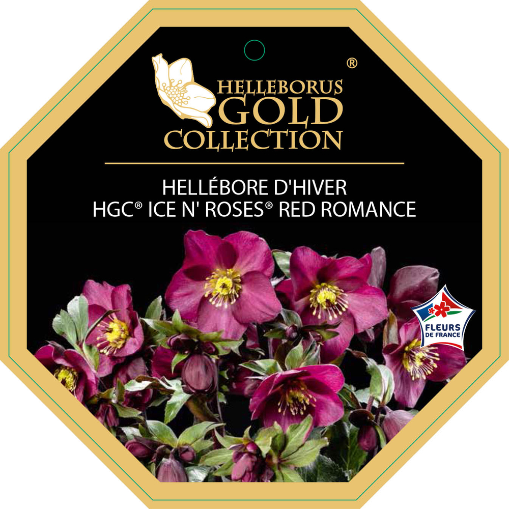 Hellébore HGC ®'Ice N' Roses® Classic Red Romance' : pot 2L