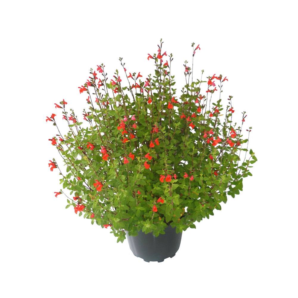 Salvia Grahamii : Pot 7,5L