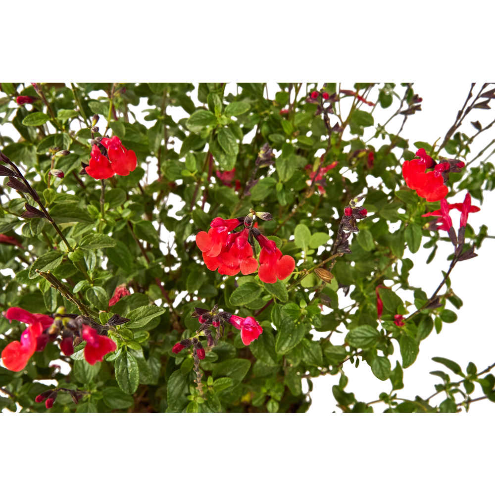 Salvia 'Hot lips' : Pot 7,5L